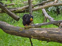 DSC0482  Vallée des singes - Romagne (86) - Mai 2015