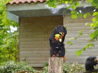 DSC0485  Vallée des singes - Romagne (86) - Mai 2015