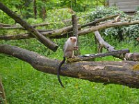 DSC0492  Vallée des singes - Romagne (86) - Mai 2015