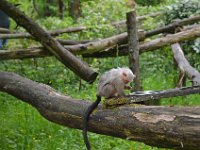 DSC0497  Vallée des singes - Romagne (86) - Mai 2015