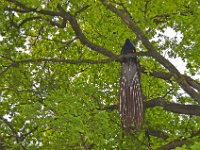 DSC0502  Vallée des singes - Romagne (86) - Mai 2015