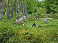 DSC0510  Vallée des singes - Romagne (86) - Mai 2015