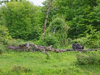 DSC0515  Vallée des singes - Romagne (86) - Mai 2015