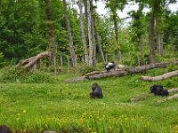 DSC0519  Vallée des singes - Romagne (86) - Mai 2015