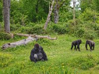 DSC0525  Vallée des singes - Romagne (86) - Mai 2015