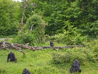 DSC0526  Vallée des singes - Romagne (86) - Mai 2015