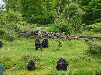 DSC0528  Vallée des singes - Romagne (86) - Mai 2015