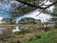 Etang Villepey 03 fevrier 2019 10  Fréjus (83) - Etangs de Villepey - 03 février 2019