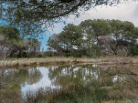 Etang Villepey 03 fevrier 2019 11  Fréjus (83) - Etangs de Villepey - 03 février 2019