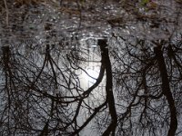 Etang Villepey 03 fevrier 2019 14  Fréjus (83) - Etangs de Villepey - 03 février 2019