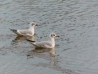 Etang Villepey 03 fevrier 2019 17  Fréjus (83) - Etangs de Villepey - 03 février 2019