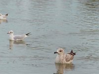 Etang Villepey 03 fevrier 2019 19  Fréjus (83) - Etangs de Villepey - 03 février 2019