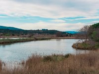 Etang Villepey 03 fevrier 2019 22  Fréjus (83) - Etangs de Villepey - 03 février 2019