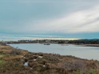 Etang Villepey 03 fevrier 2019 23  Fréjus (83) - Etangs de Villepey - 03 février 2019