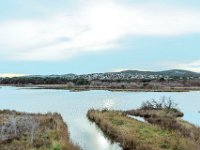 Etang Villepey 03 fevrier 2019 24  Fréjus (83) - Etangs de Villepey - 03 février 2019