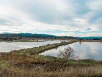 Etang Villepey 03 fevrier 2019 27  Fréjus (83) - Etangs de Villepey - 03 février 2019