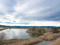 Etang Villepey 03 fevrier 2019 28  Fréjus (83) - Etangs de Villepey - 03 février 2019