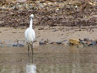 Etang Villepey 03 fevrier 2019 3  Fréjus (83) - Etangs de Villepey - 03 février 2019