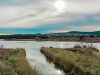 Etang Villepey 03 fevrier 2019 30  Fréjus (83) - Etangs de Villepey - 03 février 2019