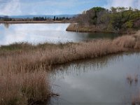 Etang Villepey 03 fevrier 2019 31  Fréjus (83) - Etangs de Villepey - 03 février 2019