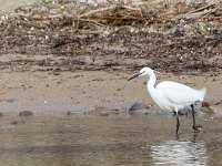 Etang Villepey 03 fevrier 2019 4  Fréjus (83) - Etangs de Villepey - 03 février 2019