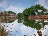 Etang Villepey 03 fevrier 2019 7  Fréjus (83) - Etangs de Villepey - 03 février 2019