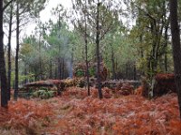 Palombiere temps pluvieux 01 11 2018 22  Journée à une palombière par temps pluvieux - 01 novembre 2018.