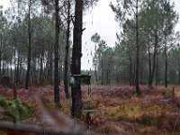 Palombiere temps pluvieux 01 11 2018 3  Journée à une palombière par temps pluvieux - 01 novembre 2018.