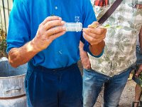 Bouturage olivier 05 09 2018 1  Puget sur Argens (83) - Cours de bouturage d'oliviers - 05 septembre 2018 - Tremper le bas de la tige pelée dans de la poudre d'hormone.