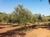 Bouturage olivier 05 09 2018 11  Puget sur Argens (83) - Cours de bouturage d'oliviers - 05 septembre 2018