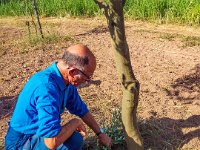 Bouturage olivier 05 09 2018 12  Puget sur Argens (83) - Cours de bouturage d'oliviers - 05 septembre 2018 - Ramassage des boutures sur un olivier non greffé.