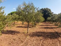 Bouturage olivier 05 09 2018 13  Puget sur Argens (83) - Cours de bouturage d'oliviers - 05 septembre 2018