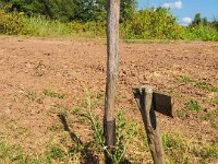 Bouturage olivier 05 09 2018 16  Puget sur Argens (83) - Cours de bouturage d'oliviers - 05 septembre 2018 - Olivier d'1 an.