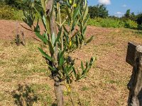 Bouturage olivier 05 09 2018 17  Puget sur Argens (83) - Cours de bouturage d'oliviers - 05 septembre 2018 - Olivier de 2 ans