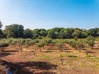 Bouturage olivier 05 09 2018 18  Puget sur Argens (83) - Cours de bouturage d'oliviers - 05 septembre 2018