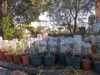 Bouturage olivier 05 09 2018 19  Puget sur Argens (83) - Cours de bouturage d'oliviers - 05 septembre 2018