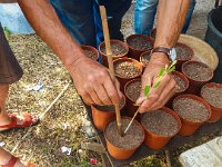 Bouturage olivier 05 09 2018 2  Puget sur Argens (83) - Cours de bouturage d'oliviers - 05 septembre 2018 - Planter le rameau.