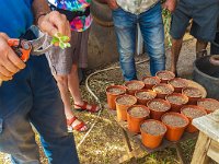 Bouturage olivier 05 09 2018 20  Puget sur Argens (83) - Cours de bouturage d'oliviers - 05 septembre 2018 - Coupe des feuilles à moitié.