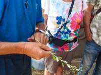 Bouturage olivier 05 09 2018 21  Puget sur Argens (83) - Cours de bouturage d'oliviers - 05 septembre 2018 - Peler le bas de la tige sur 5 cm environ.