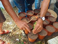 Bouturage olivier 05 09 2018 3  Puget sur Argens (83) - Cours de bouturage d'oliviers - 05 septembre 2018