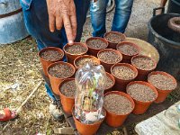 Bouturage olivier 05 09 2018 4  Puget sur Argens (83) - Cours de bouturage d'oliviers - 05 septembre 2018 - Faire une cloche avec une bouteille plastique.