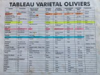 Bouturage olivier 05 09 2018 6  Puget sur Argens (83) - Cours de bouturage d'oliviers - 05 septembre 2018