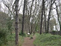 Sous bois  Etangs de Villepey.