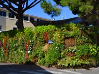 Saint Tropez 10 octobre 2015 87  Saint-Tropez.Mur végétal. 10 octobre 2015.