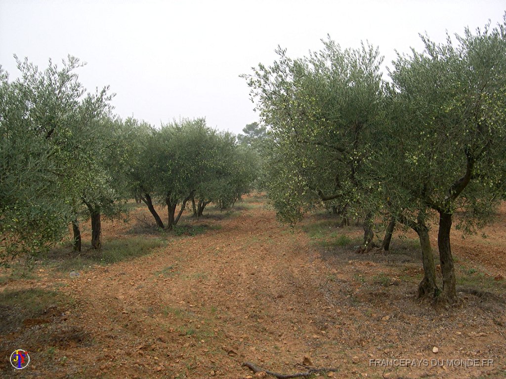 champ d oliviers bis.jpg - Oliveraie en périphérie du "Domaine de la Blaque". 