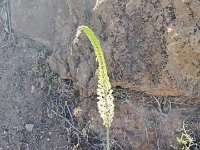 Oran - Fleur de Santa Cruz - Eremurus - 2023