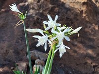 Oran - Fleurs  de SantaCruz - Narcisse papyrace - 2023