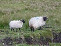 moutons irlandais et tourbe