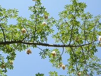 Arbre Ceiba.