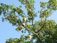 Arbre Ceiba.